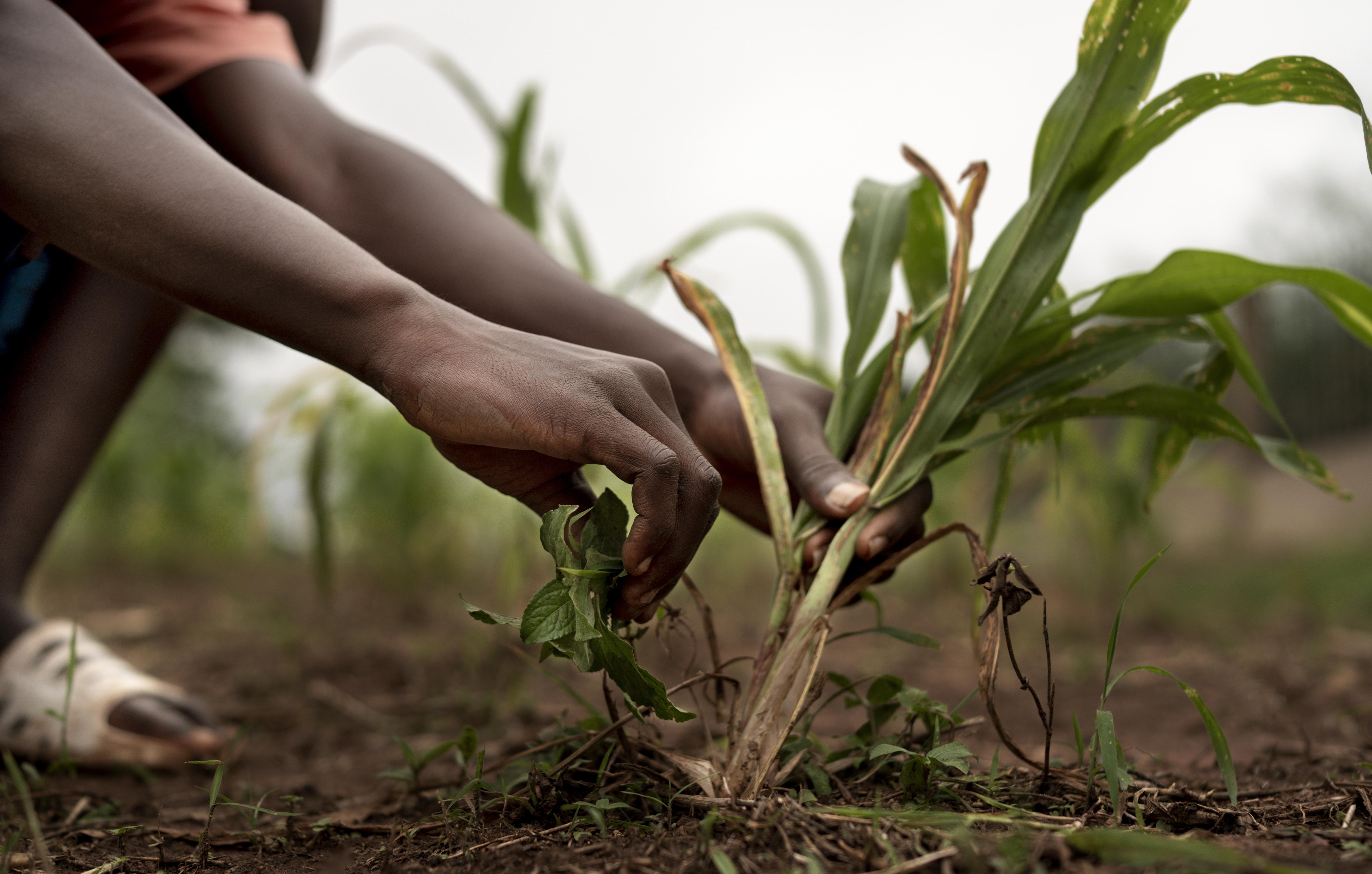 Kenya United Generations Party (KUG): Transforming Agriculture for Economic Empowerment